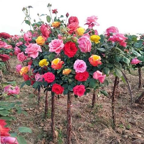 樹狀月季花哪裡買|樹狀月季的價格推薦